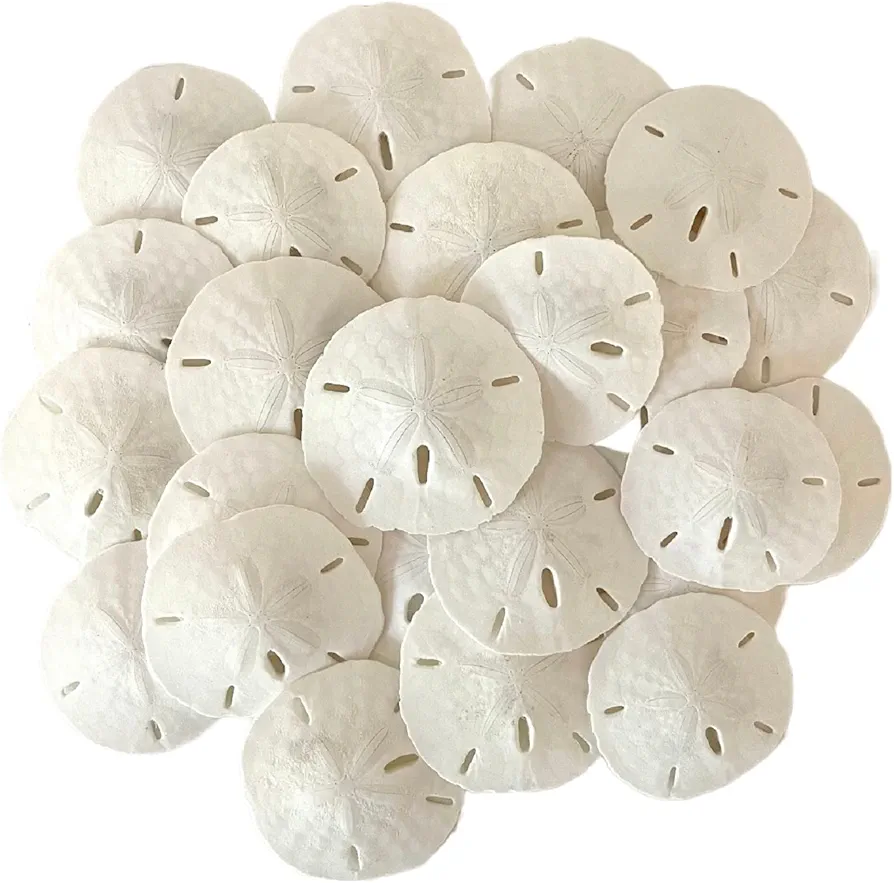 Tumbler Home White Sand Dollars 2" to 2.25" Set of 48 - Wedding Seashell Craft Sand Dollars- Hand Picked and Professionally Packed