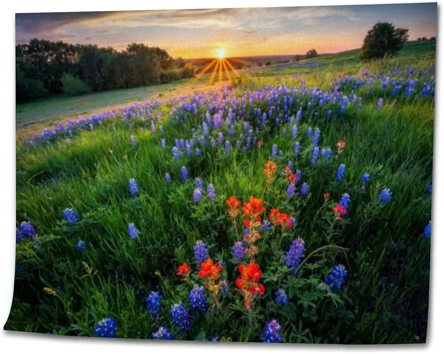 OEPWQIWEPZ Texas Bluebonnets at Sunset DIY Digital Oil Painting Set Acrylic Oil Painting Arts Craft Paint by Number Kits for Adult Kids Beginner Children Wall Decor
