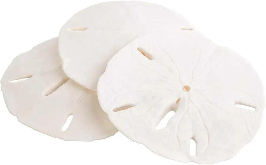Sand Dollar | Real Sand Dollars 3" to 3 1/2" (Set of 3) | Sand Dollar Shells | Wedding Seashell Craft | Plus Free Nautical eBook by Joseph Rains