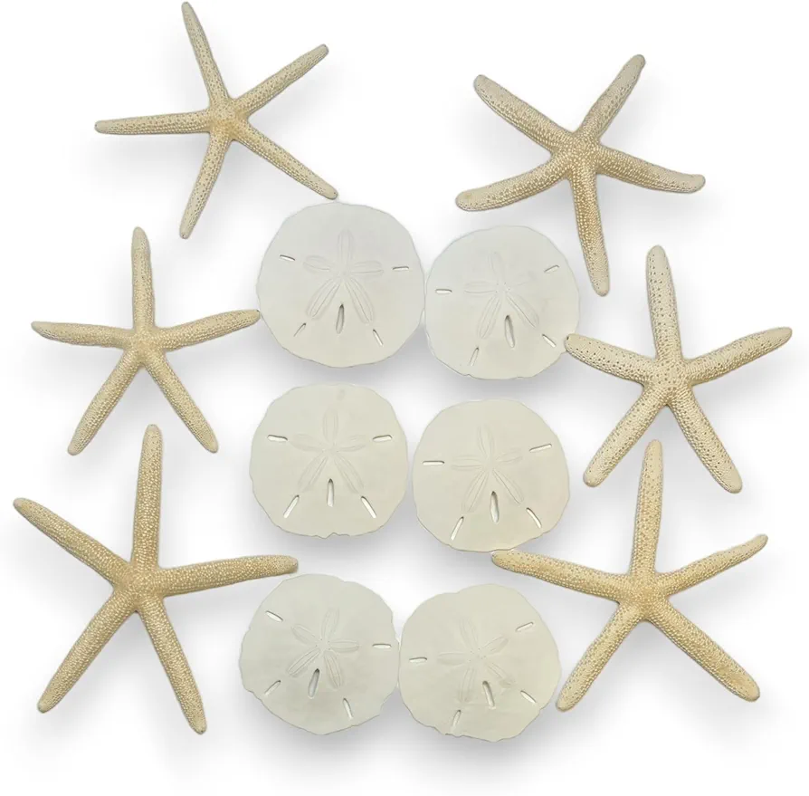 Tumbler Home Starfish and Sand Dollars (12pcs) - 6 Finger Starfish (4"-6" in.) and 6 Sand Dollars (3"-3.5" in.) - Starfish and Sand Dollars for Crafts